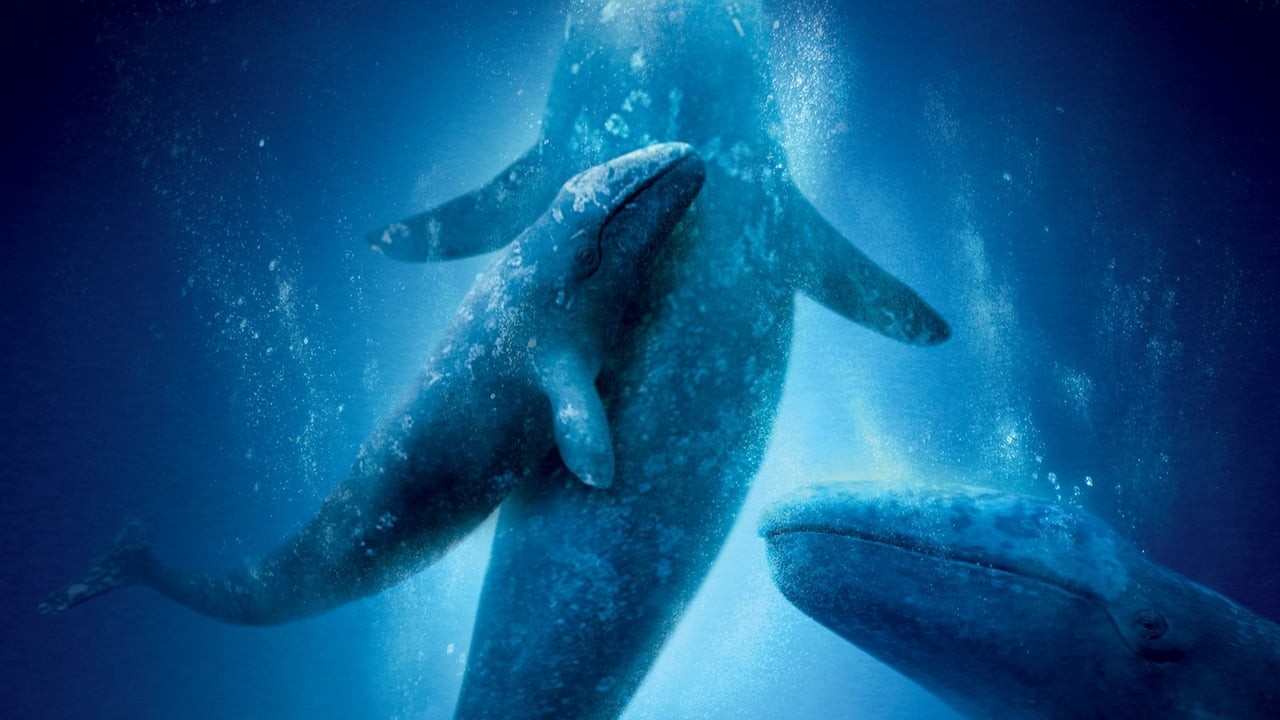 Big Miracle